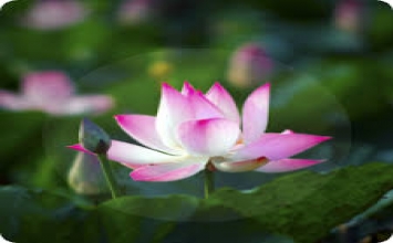 Lời hay trong cuộc sống